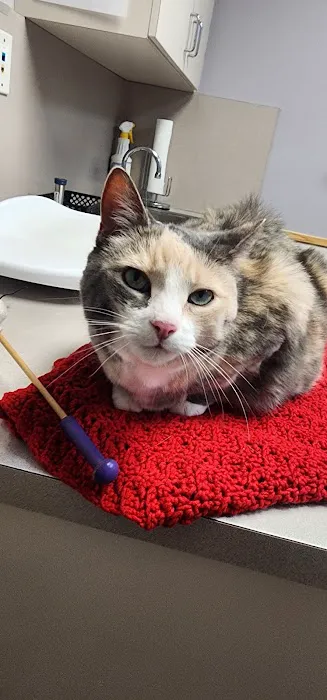 VCA North Ridge Animal Hospital Picture 3