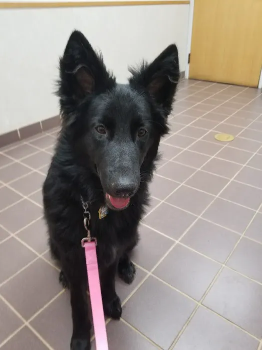 VCA North Ridge Animal Hospital Picture 6