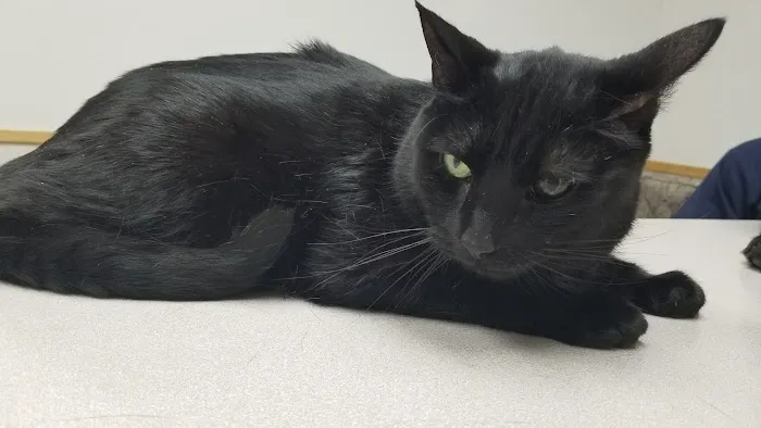 VCA North Ridge Animal Hospital Picture 7