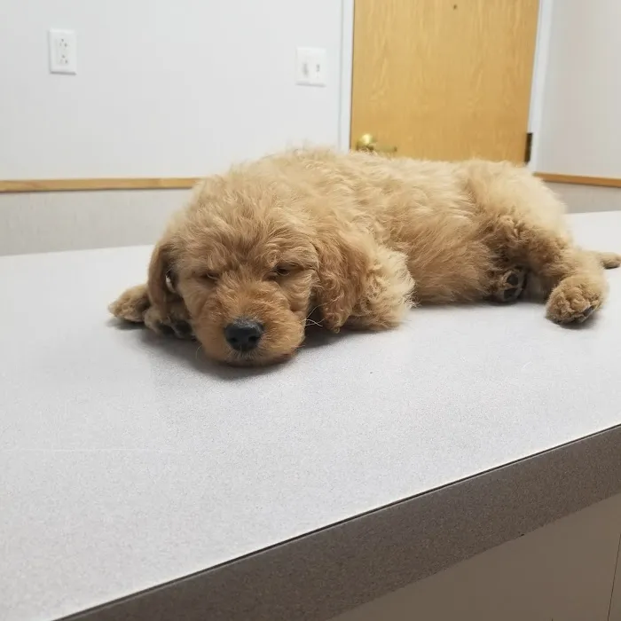VCA North Ridge Animal Hospital Picture 9