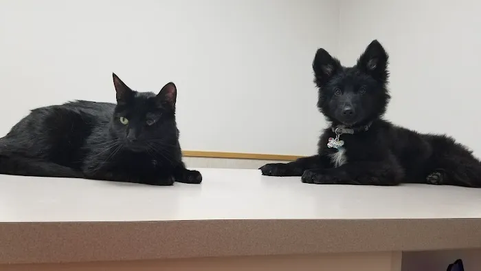 VCA North Ridge Animal Hospital Picture 8