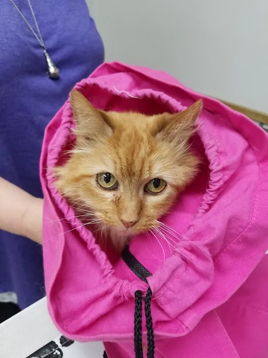 VCA North Ridge Animal Hospital Picture 10