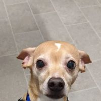 Madison Veterinary Hospital ico