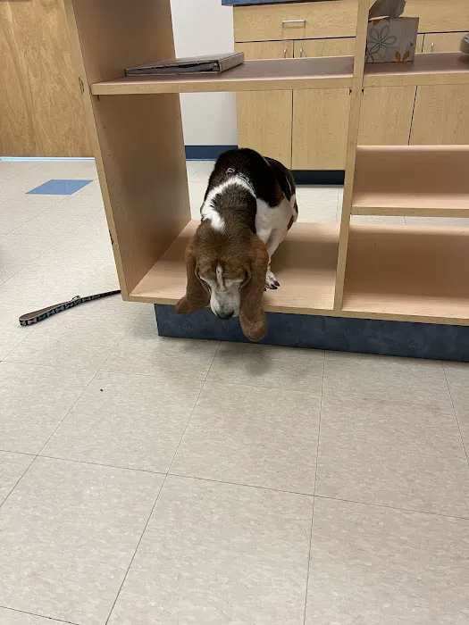 Crossroads Veterinary Hospital Picture 3
