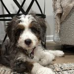 Crossroads Veterinary Hospital
