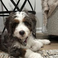 Crossroads Veterinary Hospital ico