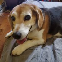 BIG CREEK VETERINARY ico