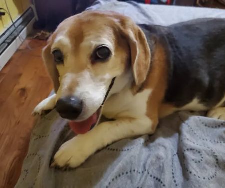 BIG CREEK VETERINARY