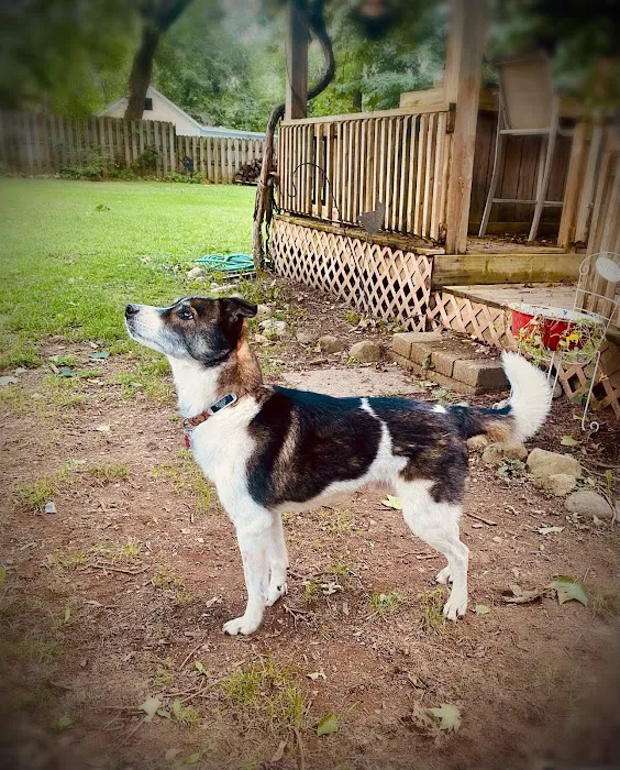 BIG CREEK VETERINARY Picture 8