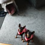 VIP Petcare Vaccination Clinic