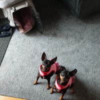 VIP Petcare Vaccination Clinic ico