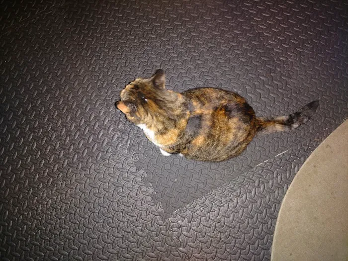 Woodlands Veterinary Picture 8