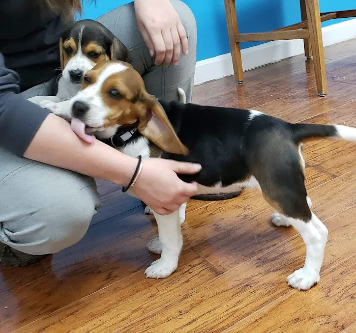 Woodlands Veterinary Picture 10