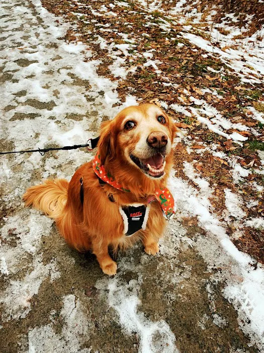 Lamoille Valley Veterinary Services Picture 4