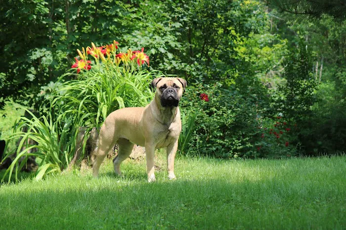 Lamoille Valley Veterinary Services Picture 6