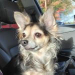 NEK Community Animal Hospital