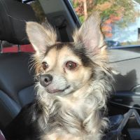 NEK Community Animal Hospital ico