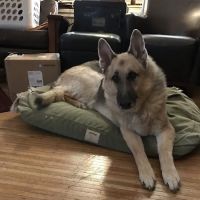 East Haven Veterinary Service ico