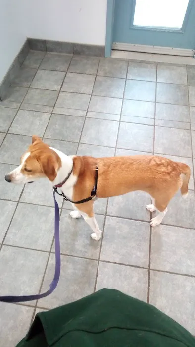 VCA Fitzgerald Animal Hospital Picture 1