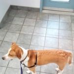 VCA Fitzgerald Animal Hospital