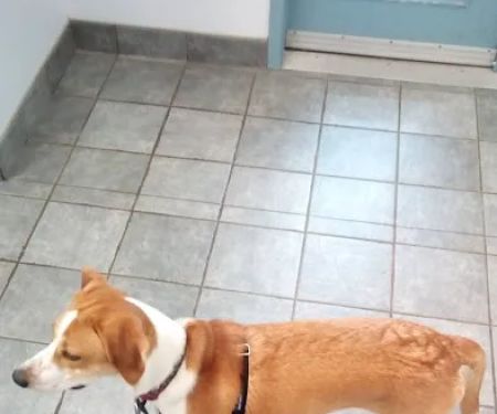VCA Fitzgerald Animal Hospital