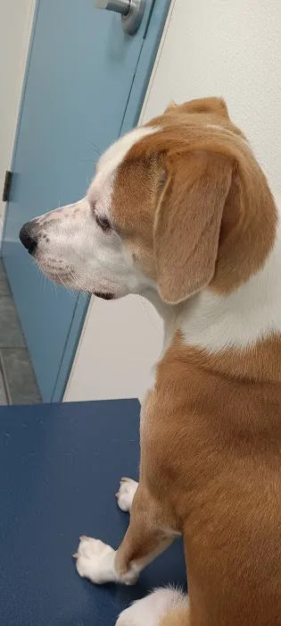 VCA Fitzgerald Animal Hospital Picture 2