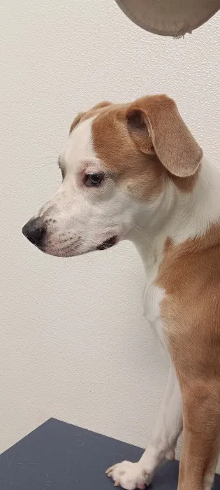 VCA Fitzgerald Animal Hospital Picture 4
