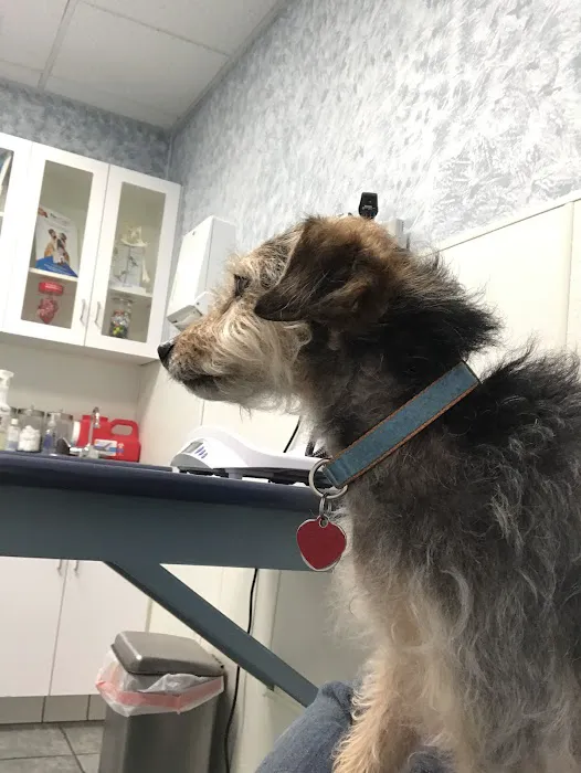 VCA Fitzgerald Animal Hospital Picture 6