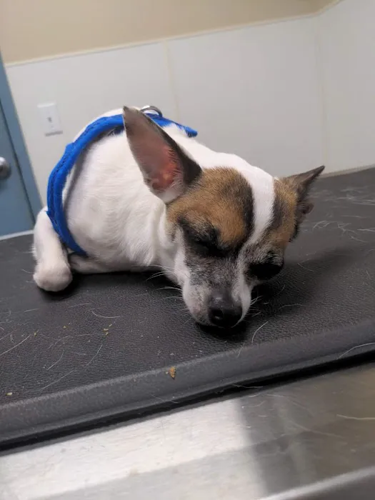 VCA Fitzgerald Animal Hospital Picture 5