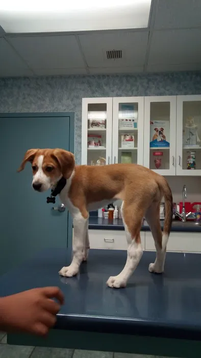 VCA Fitzgerald Animal Hospital Picture 9