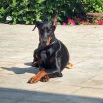 Green Mountain Animal Hospital-North Avenue