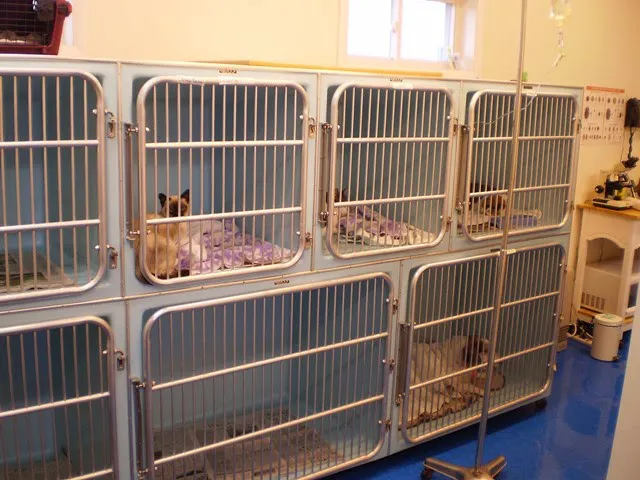 Malletts Bay Veterinary Hospital Picture 1