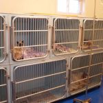 Malletts Bay Veterinary Hospital