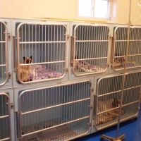 Malletts Bay Veterinary Hospital ico