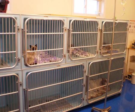 Malletts Bay Veterinary Hospital