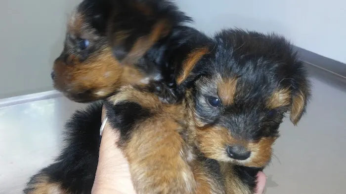 Malletts Bay Veterinary Hospital Picture 3