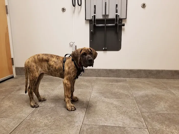 Malletts Bay Veterinary Hospital Picture 2