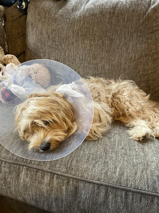 Malletts Bay Veterinary Hospital Picture 5