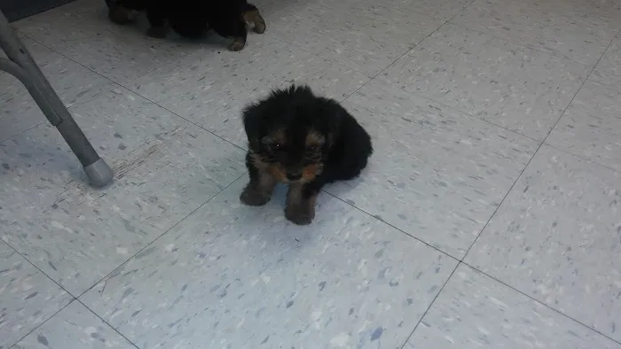 Malletts Bay Veterinary Hospital Picture 9