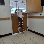 Eagle's Nest Veterinary Hospital