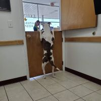 Eagle's Nest Veterinary Hospital ico