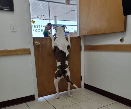 Eagle's Nest Veterinary Hospital