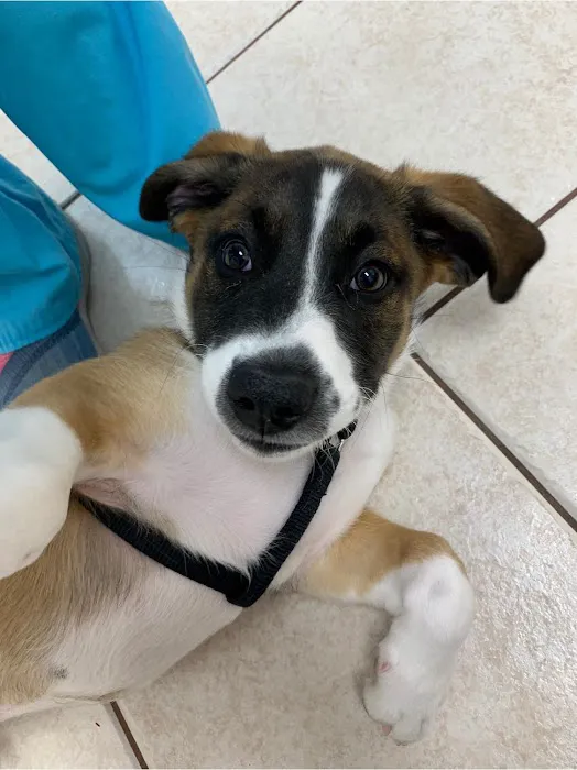 Eagle's Nest Veterinary Hospital Picture 9