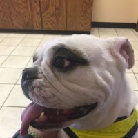Plattsburgh Animal Hospital ico