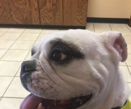 Plattsburgh Animal Hospital