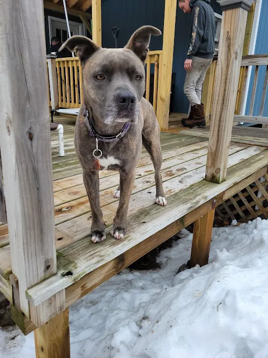 Plattsburgh Animal Hospital Picture 7