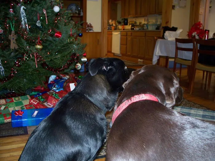 Plattsburgh Animal Hospital Picture 6