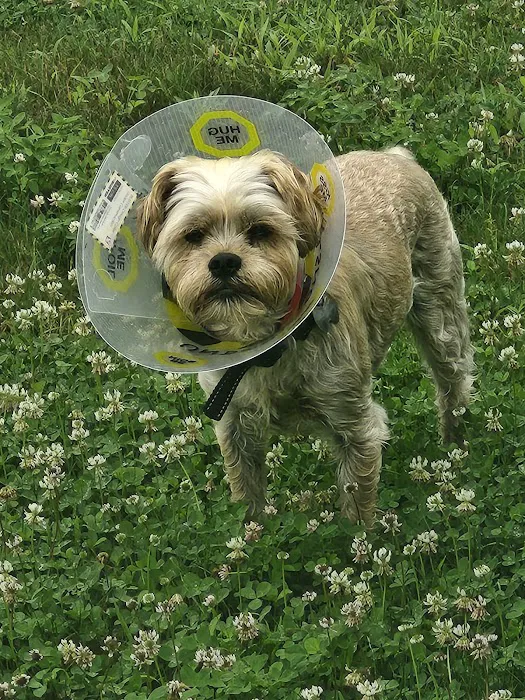 Champlain Valley Veterinary Services Picture 1