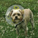 Champlain Valley Veterinary Services