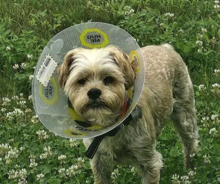 Champlain Valley Veterinary Services